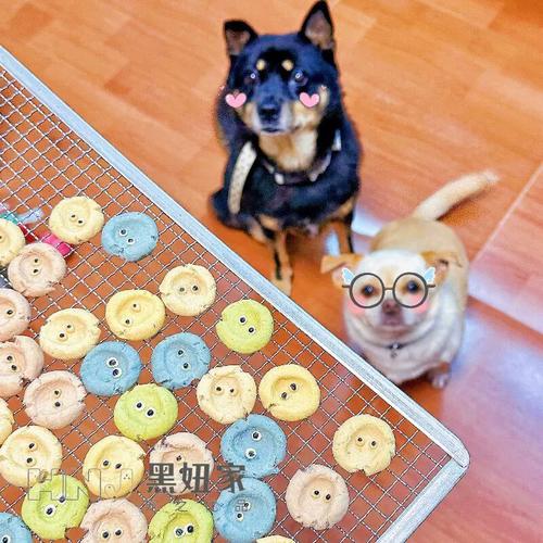 【測評】黑妞家寵物餅干 小型犬磨牙潔齒與補鈣的日常零食之選